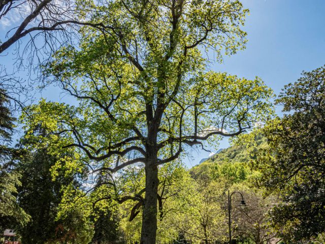 Une  balade contée des arbres remarquables du  parc Karl Marx
